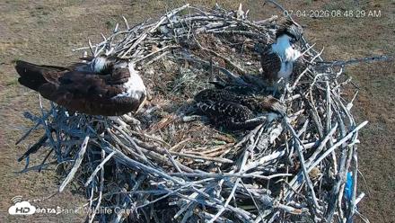 City of Loveland Ospreys Live Cam - Jul 4, 2026, 8:49am MDT