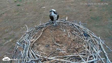 City of Loveland Ospreys Live Cam - Jul 29, 2026, 1:31pm MDT