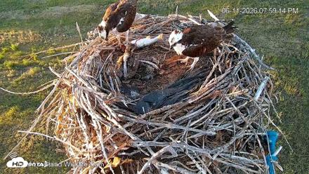 City of Loveland Ospreys Live Cam - Jun 11, 2026, 8:04pm MDT