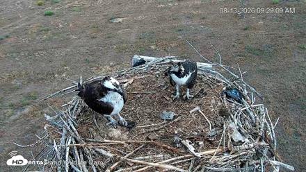 City of Loveland Ospreys Live Cam - Aug 13, 2026, 9:32am MDT