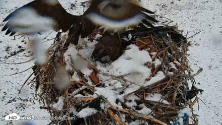 City of Loveland Ospreys Live Cam - Apr 17, 2026, 12:12pm MDT