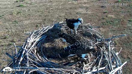 City of Loveland Ospreys Live Cam - Jul 11, 2026, 7:40am MDT