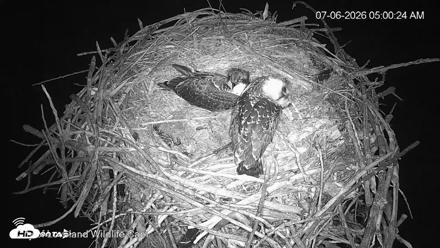 City of Loveland Ospreys Live Cam - Jul 6, 2026, 5:01am MDT