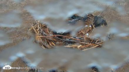 City of Loveland Ospreys Live Cam - May 5, 2026, 1:51pm MDT