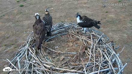 City of Loveland Ospreys Live Cam - Jul 19, 2026, 4:48pm MDT