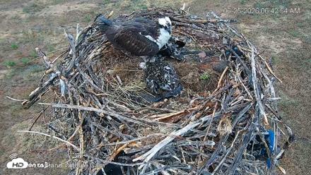 City of Loveland Ospreys Live Cam - Jun 25, 2026, 6:43am MDT