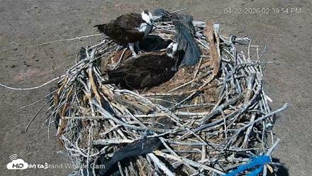 City of Loveland Ospreys Live Cam - Apr 22, 2026, 2:40pm MDT