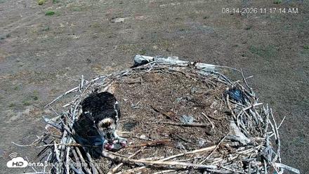 City of Loveland Ospreys Live Cam - Aug 14, 2026, 11:19am MDT