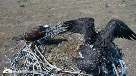 City of Loveland Ospreys Live Cam - Jul 17, 2026, 3:53pm MDT