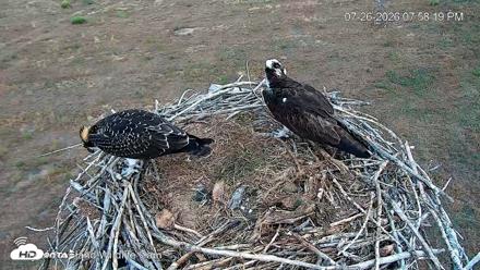 City of Loveland Ospreys Live Cam - Jul 26, 2026, 8:04pm MDT