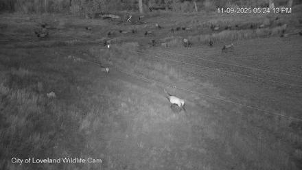City of Loveland Ospreys Live Cam - Nov 9, 2025, 5:25pm MST