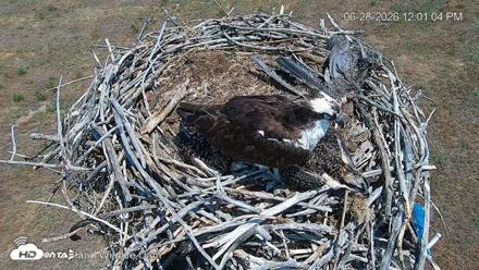 City of Loveland Ospreys Live Cam - Jun 28, 2026, 12:01pm MDT