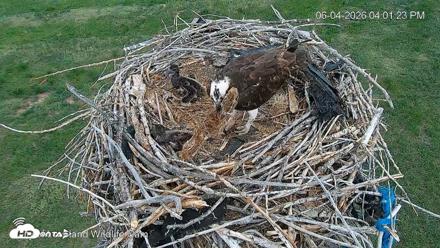 City of Loveland Ospreys Live Cam - Jun 4, 2026, 4:02pm MDT