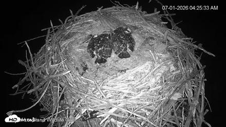 City of Loveland Ospreys Live Cam - Jul 1, 2026, 4:26am MDT