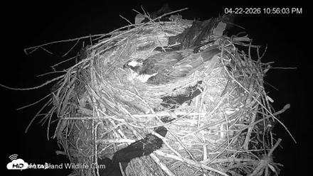 City of Loveland Ospreys Live Cam - Apr 22, 2026, 10:57pm MDT