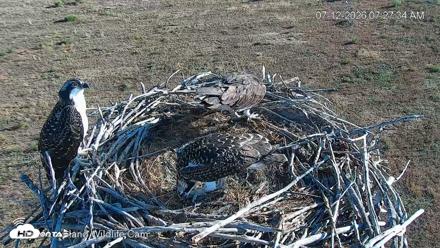 City of Loveland Ospreys Live Cam - Jul 12, 2026, 7:28am MDT