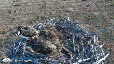 City of Loveland Ospreys Live Cam - Jul 11, 2026, 6:54am MDT