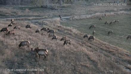 City of Loveland Ospreys Live Cam - Nov 9, 2025, 6:14am MST