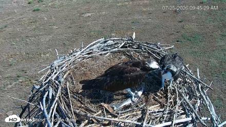 City of Loveland Ospreys Live Cam - Jul 25, 2026, 9:46am MDT