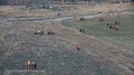 City of Loveland Ospreys Live Cam - Nov 19, 2025, 4:50pm MST