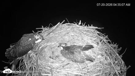 City of Loveland Ospreys Live Cam - Jul 20, 2026, 4:36am MDT