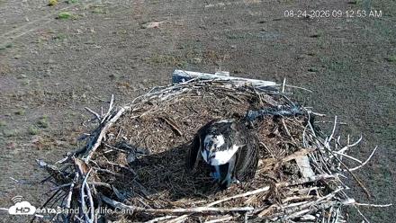 City of Loveland Ospreys Live Cam - Aug 24, 2026, 9:14am MDT
