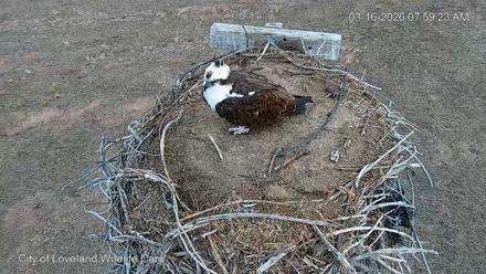 City of Loveland Ospreys Live Cam - Mar 16, 2026, 8:00am MDT