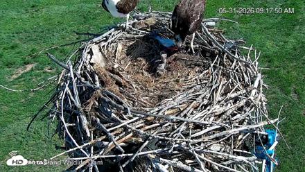 City of Loveland Ospreys Live Cam - May 31, 2026, 9:22am MDT