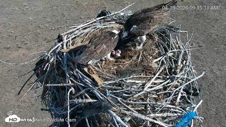 City of Loveland Ospreys Live Cam - Apr 19, 2026, 9:16am MDT