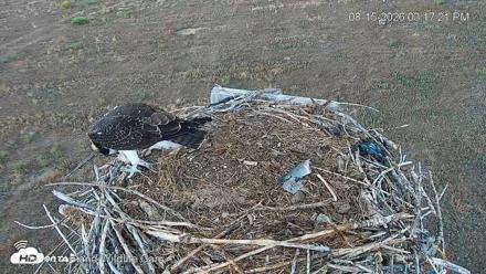 City of Loveland Ospreys Live Cam - Aug 15, 2026, 3:18pm MDT