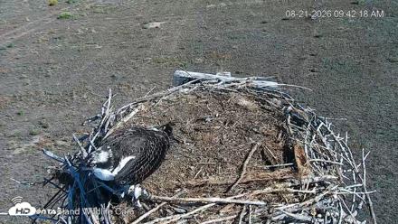 City of Loveland Ospreys Live Cam - Aug 21, 2026, 9:43am MDT