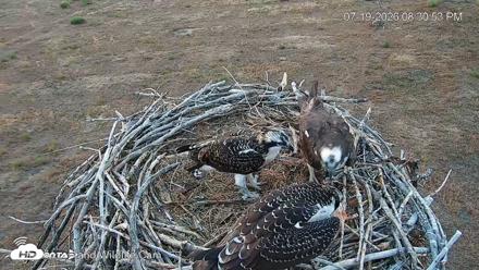 City of Loveland Ospreys Live Cam - Jul 19, 2026, 8:31pm MDT