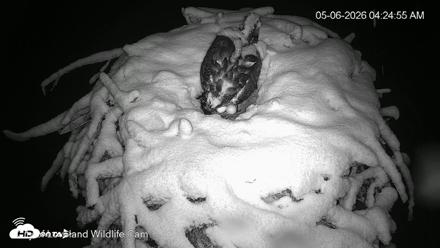 City of Loveland Ospreys Live Cam - May 6, 2026, 4:25am MDT