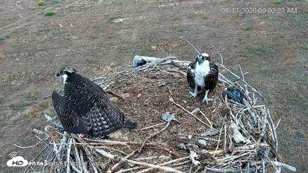 City of Loveland Ospreys Live Cam - Aug 13, 2026, 9:07am MDT
