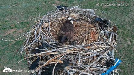 City of Loveland Ospreys Live Cam - May 17, 2026, 6:50am MDT