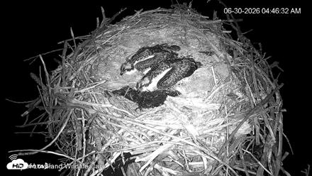 City of Loveland Ospreys Live Cam - Jun 30, 2026, 4:49am MDT