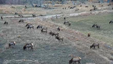 City of Loveland Ospreys Live Cam - Nov 20, 2025, 6:58am MST