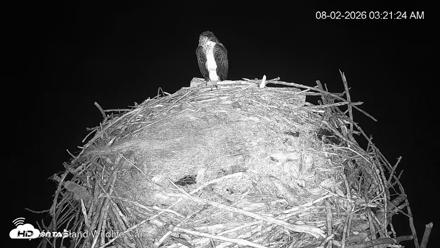 City of Loveland Ospreys Live Cam - Aug 2, 2026, 3:22am MDT