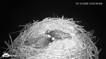 City of Loveland Ospreys Live Cam - Jul 15, 2026, 12:04am MDT