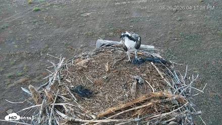 City of Loveland Ospreys Live Cam - Aug 26, 2026, 4:18pm MDT