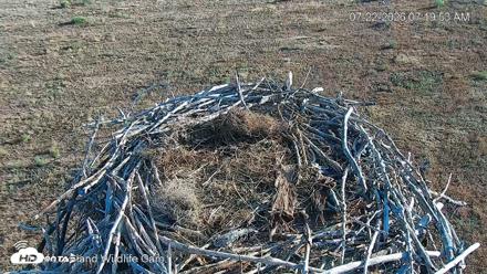 City of Loveland Ospreys Live Cam - Jul 22, 2026, 7:20am MDT