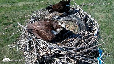 City of Loveland Ospreys Live Cam - Jun 6, 2026, 4:15pm MDT