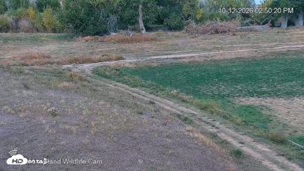 City of Loveland Ospreys Live Cam - Oct 12, 2026, 2:51pm MDT