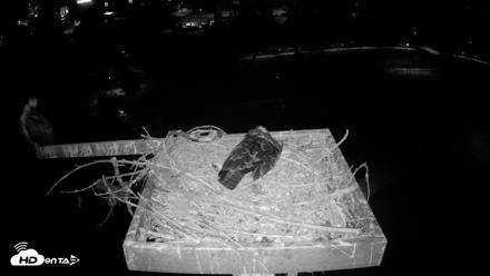 Coeur d'Alene Idaho Osprey Nest Live Cam - Aug 4, 2026, 4:08am PDT