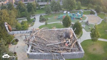 Coeur d'Alene Idaho Osprey Nest Live Cam - Aug 2, 2026, 6:30am PDT