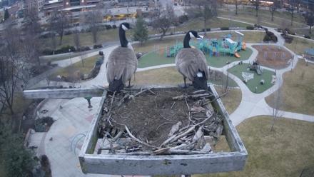 Coeur d'Alene Idaho Osprey Nest Live Cam - Feb 7, 2026, 7:01am PST