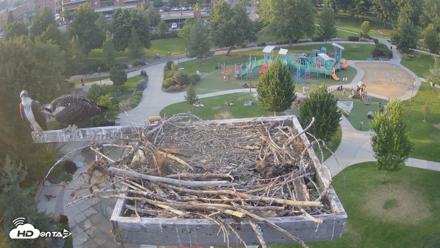 Coeur d'Alene Idaho Osprey Nest Live Cam - Jul 29, 2026, 7:19pm PDT