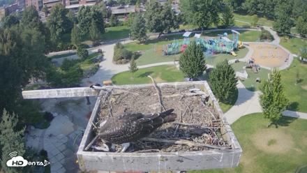 Coeur d'Alene Idaho Osprey Nest Live Cam - Aug 18, 2026, 3:56pm PDT