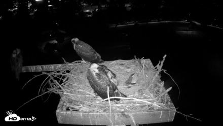 Coeur d'Alene Idaho Osprey Nest Live Cam - Jul 26, 2026, 1:17am PDT