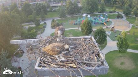 Coeur d'Alene Idaho Osprey Nest Live Cam - Jul 30, 2026, 7:27pm PDT
